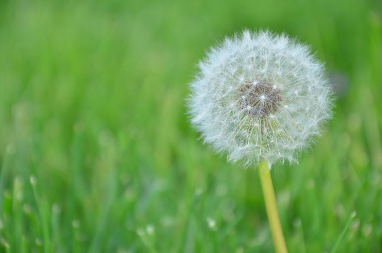 Nikon D7000 sample photo. Dandelion, white, green photography