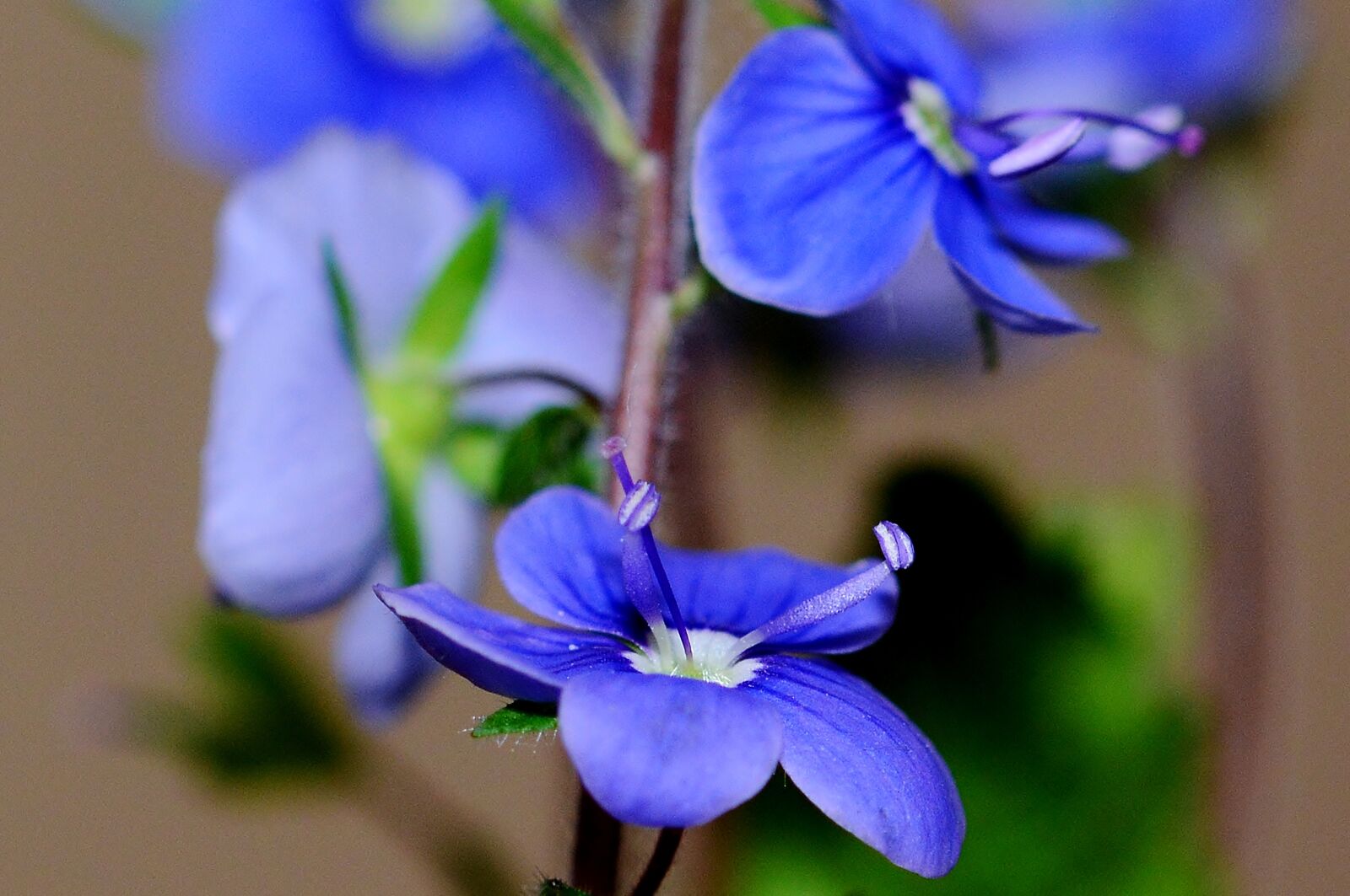 Nikon D5200 sample photo. Flowers, garden, purple photography