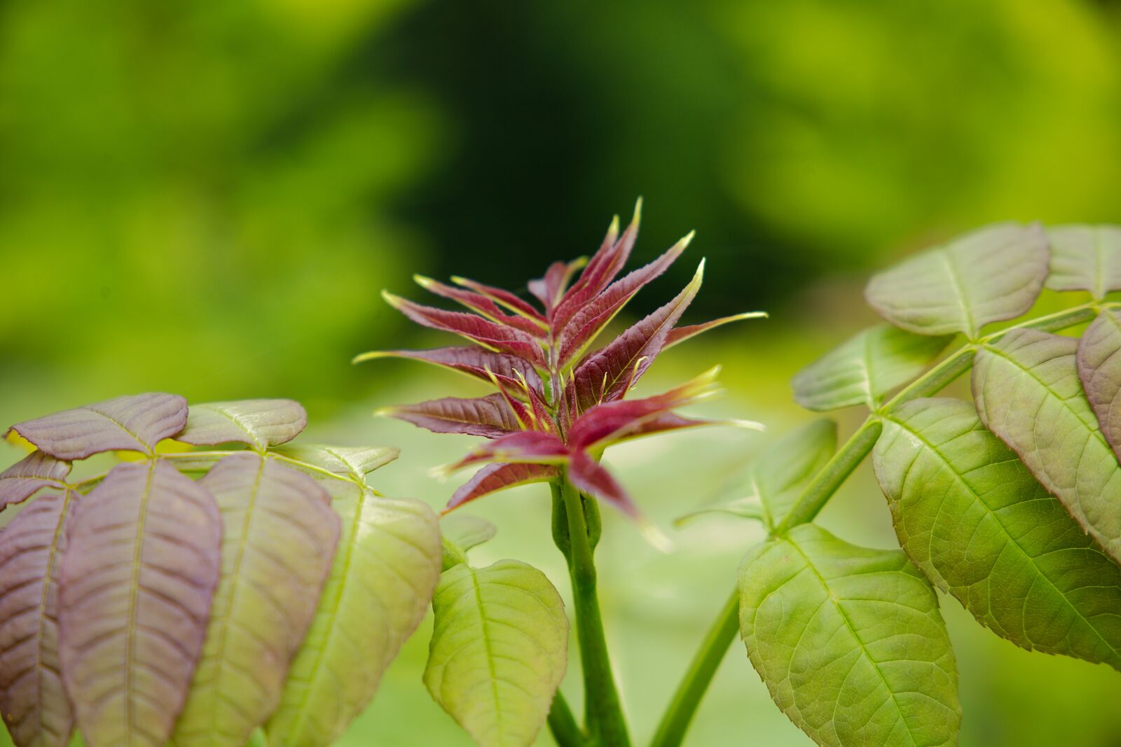 Canon EOS 6D sample photo. Leaf, nature, plant photography