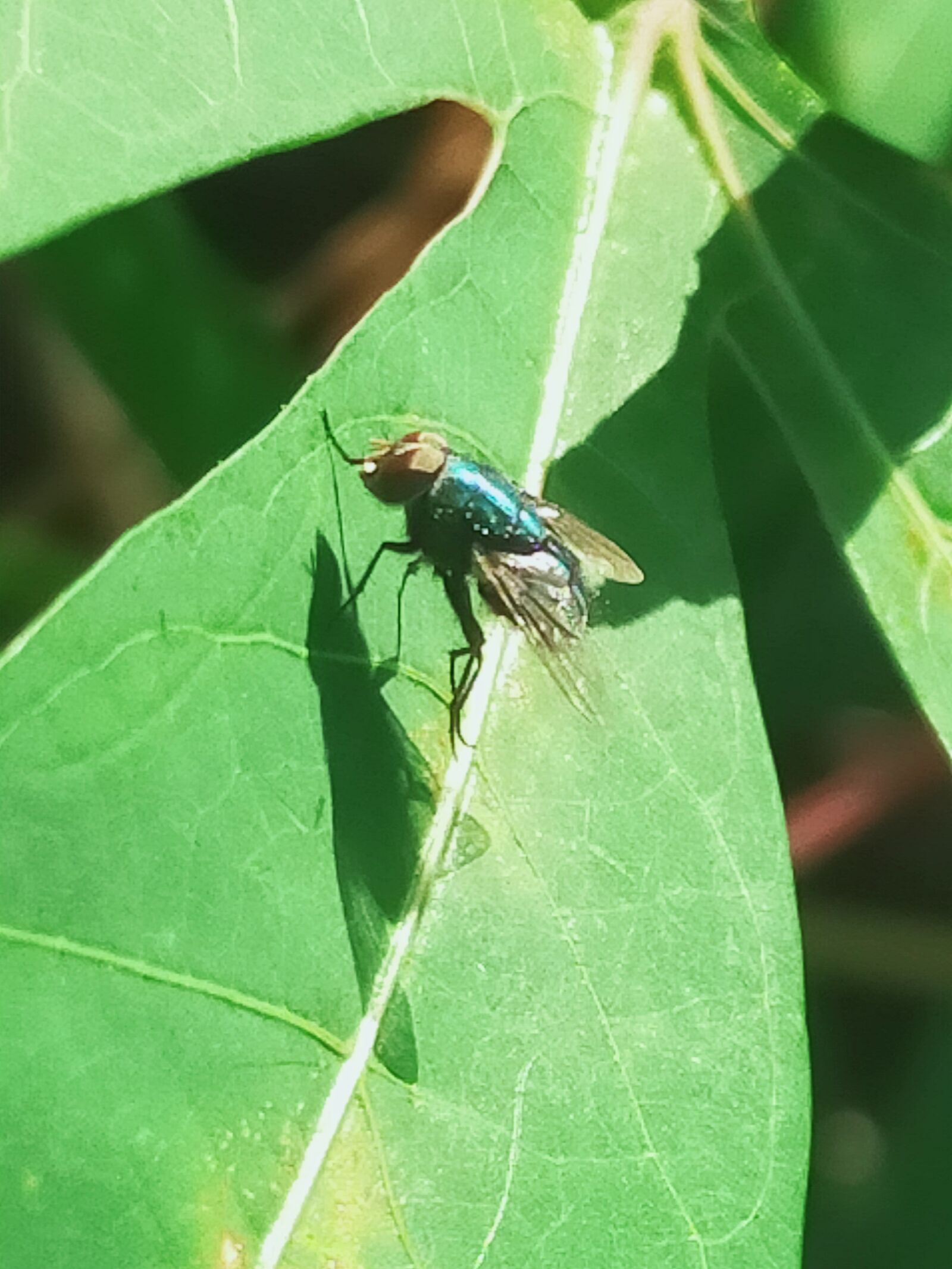 OPPO A9 2020 sample photo. Leaf, green, flies photography