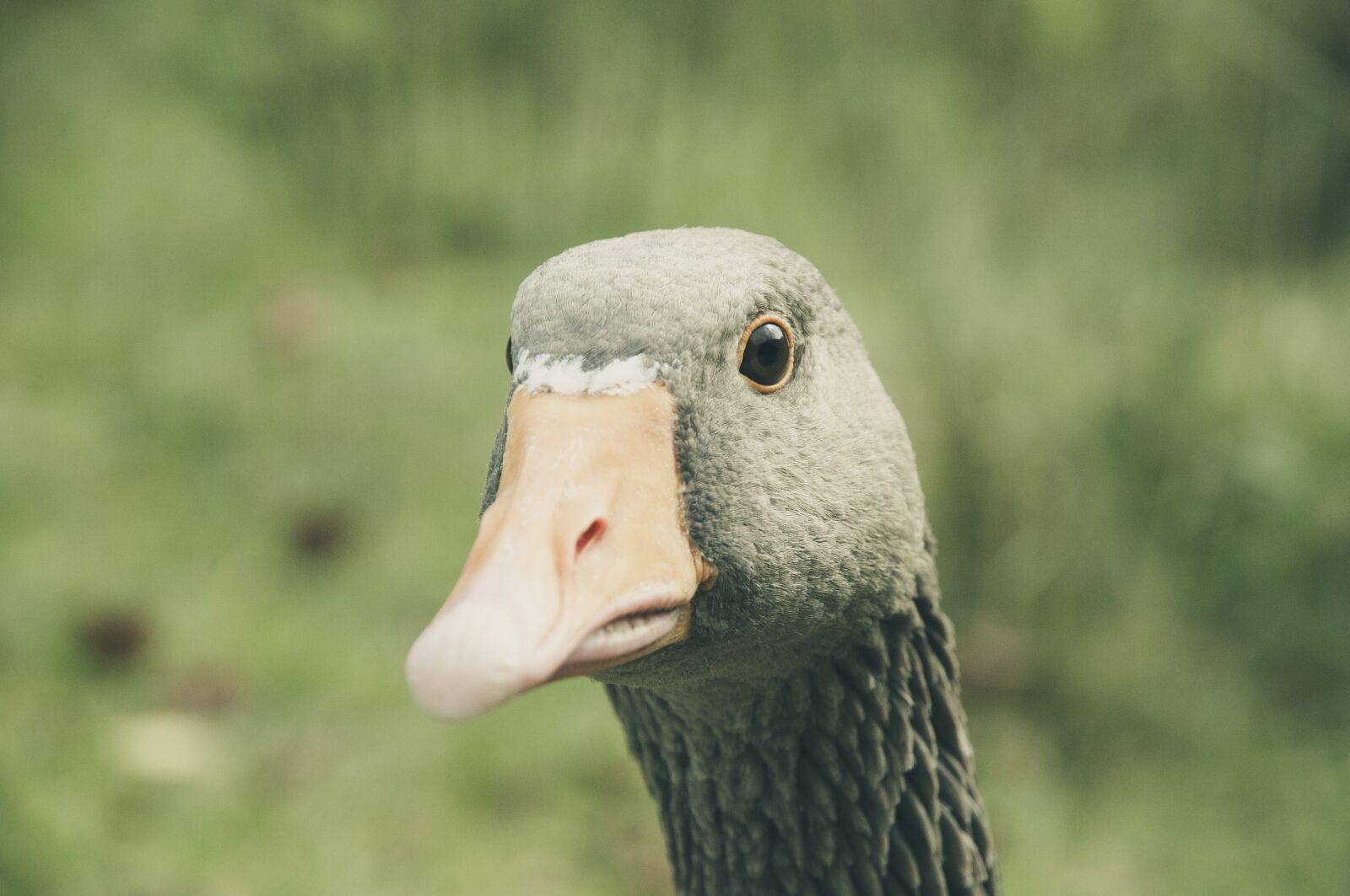Nikon D300S sample photo. Greylag goose, bill, animal photography