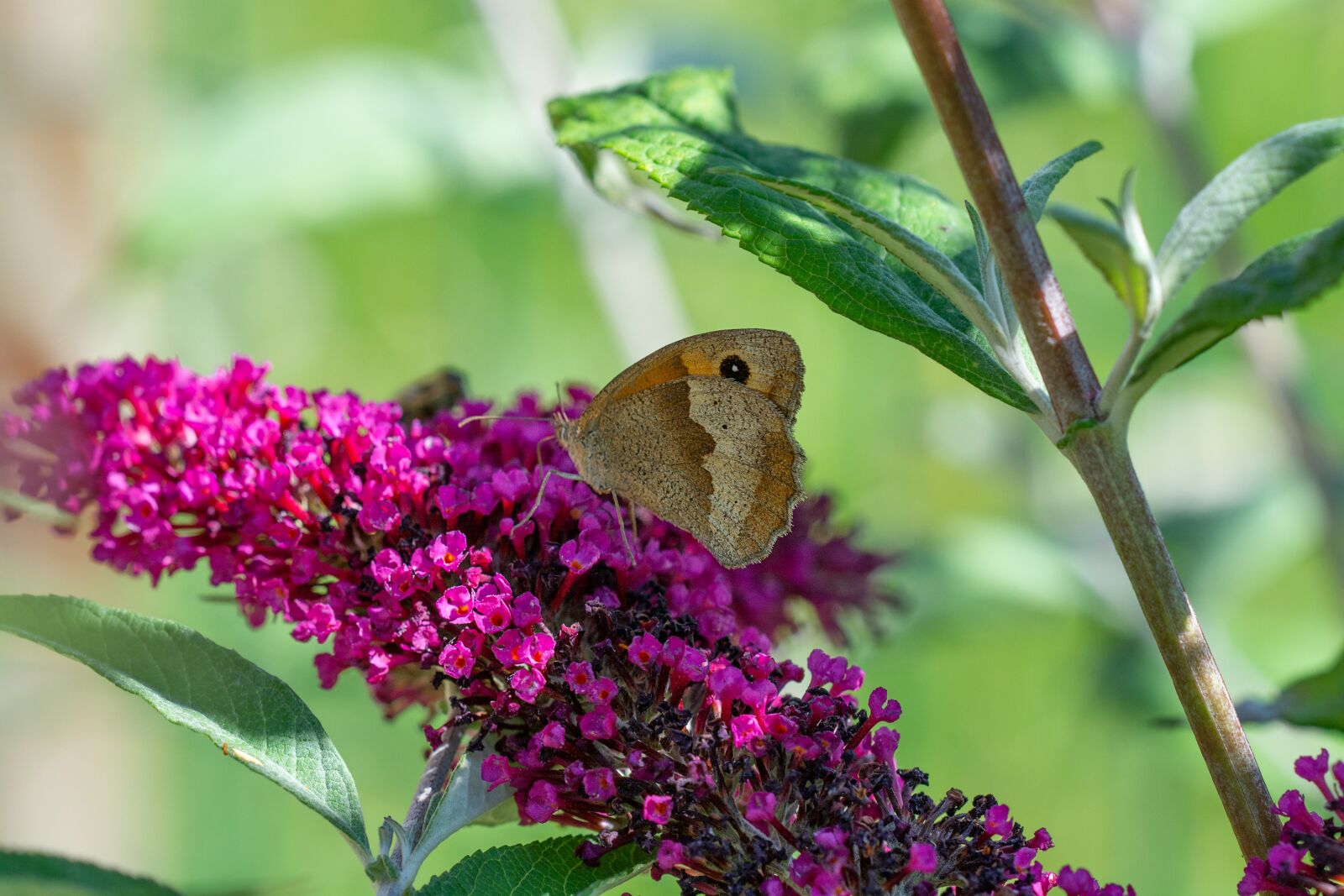 Nikon D7100 sample photo. Butterfly, satyrinae, butterflies photography
