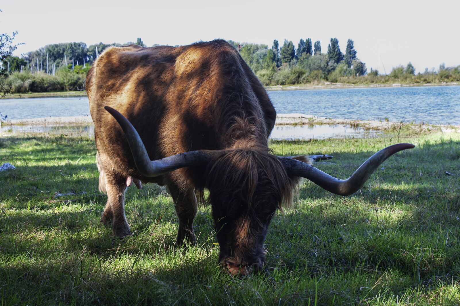 Canon EOS 700D (EOS Rebel T5i / EOS Kiss X7i) sample photo. Highland cattle, highland beef photography