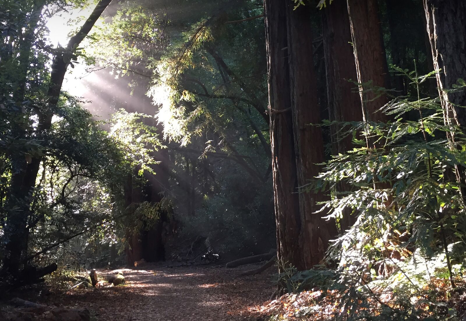 iPhone 6 back camera 4.15mm f/2.2 sample photo. Redwood, forest, sunlight photography