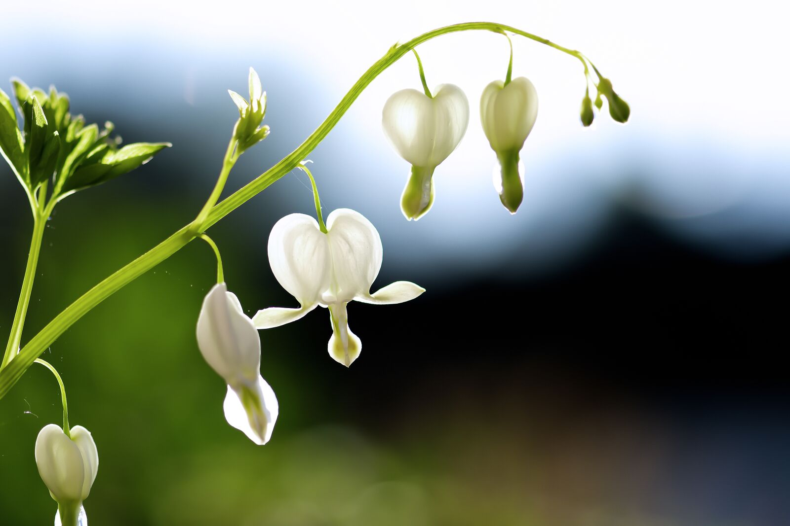 Nikon D7200 sample photo. Bleeding heart, flowers, backlighting photography