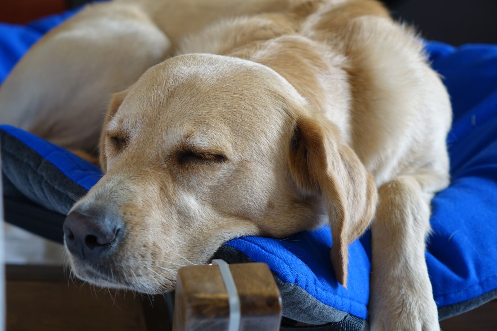 Sony Cyber-shot DSC-RX10 sample photo. Dog, sleeping dog, dog photography