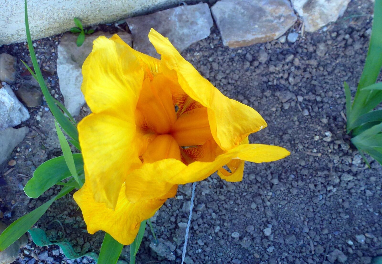 Panasonic Lumix DMC-ZS10 (Lumix DMC-TZ20 / Lumix DMC-TZ22) sample photo. Flower, nature, plant photography