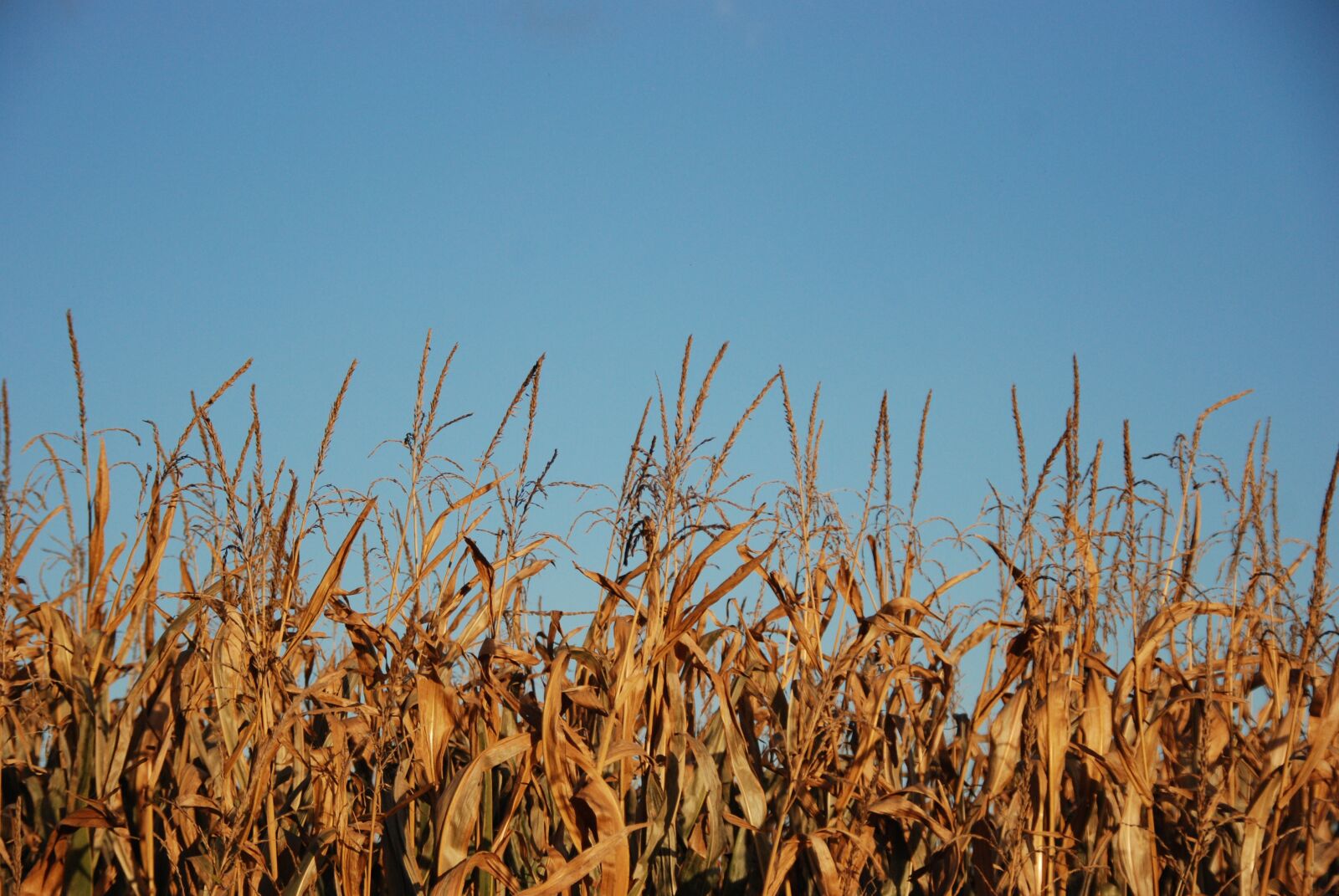 Nikon D80 sample photo. Corn, harvest, food photography