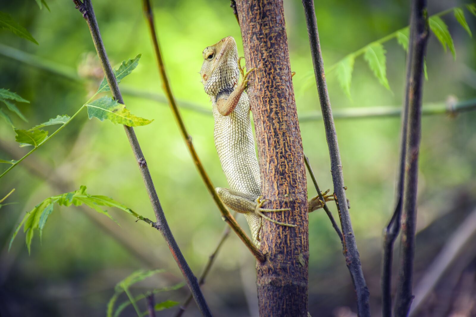 Nikon D5300 sample photo. Chameleon, nature, life live photography