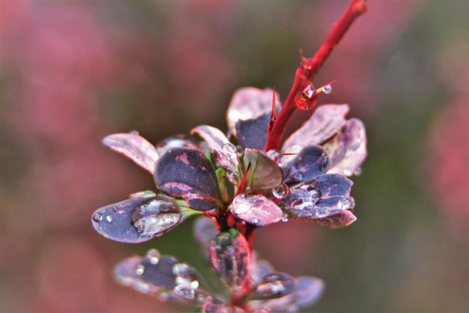 Canon EF 28-200mm F3.5-5.6 USM sample photo. Cool, droplet, flower, hd photography