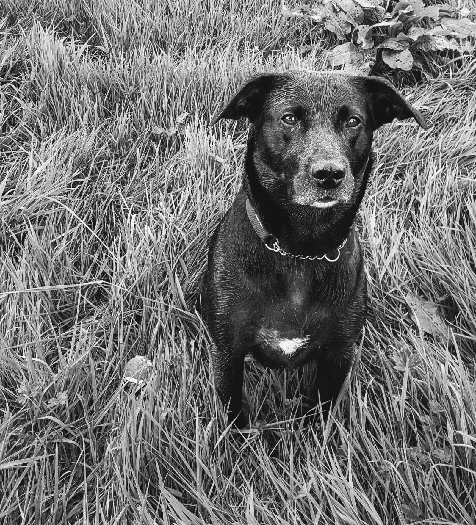Samsung Galaxy S6 sample photo. Black labrador, dog, canine photography
