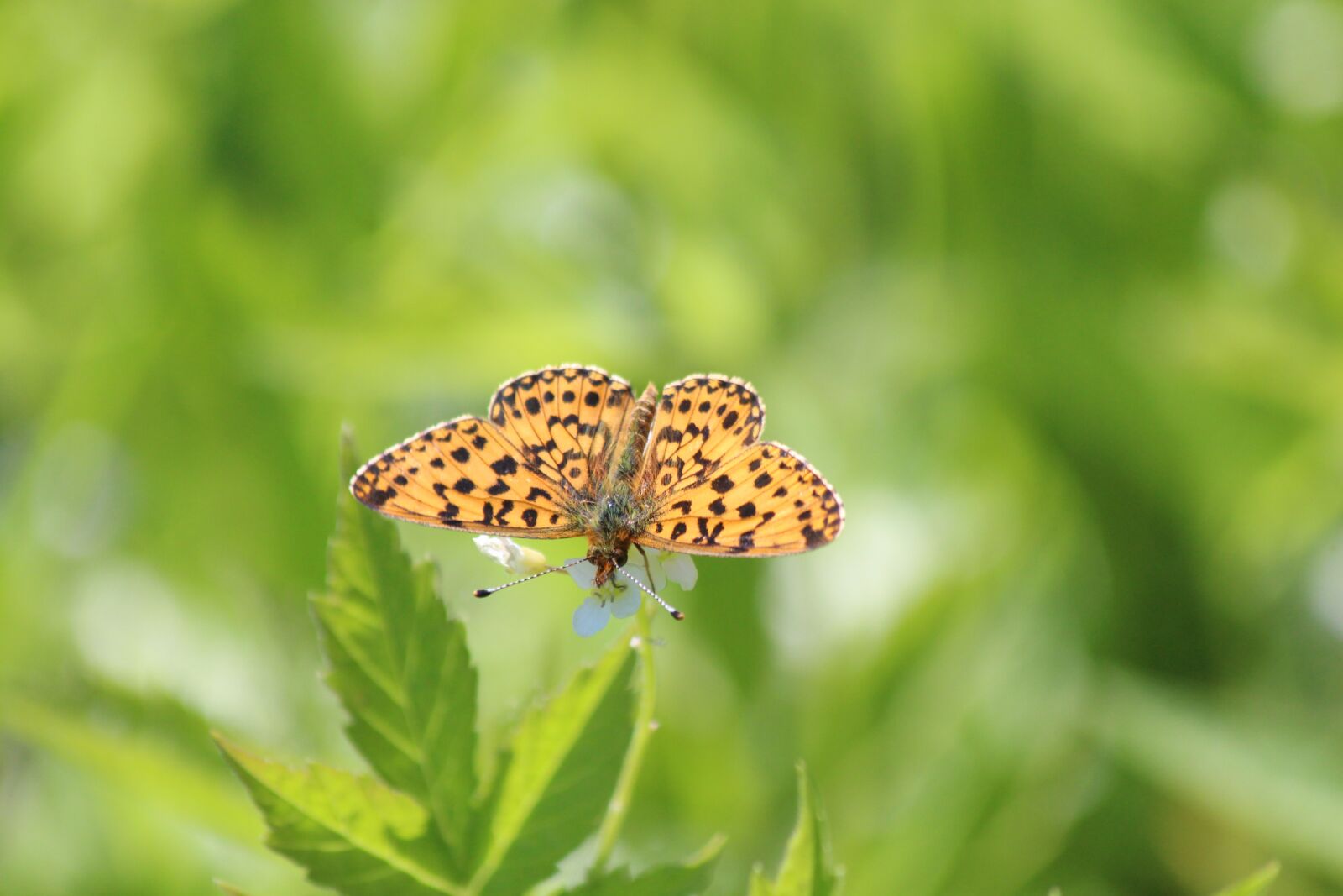 Canon EOS 650D (EOS Rebel T4i / EOS Kiss X6i) sample photo. Fritillary, argynnis, butterfly photography