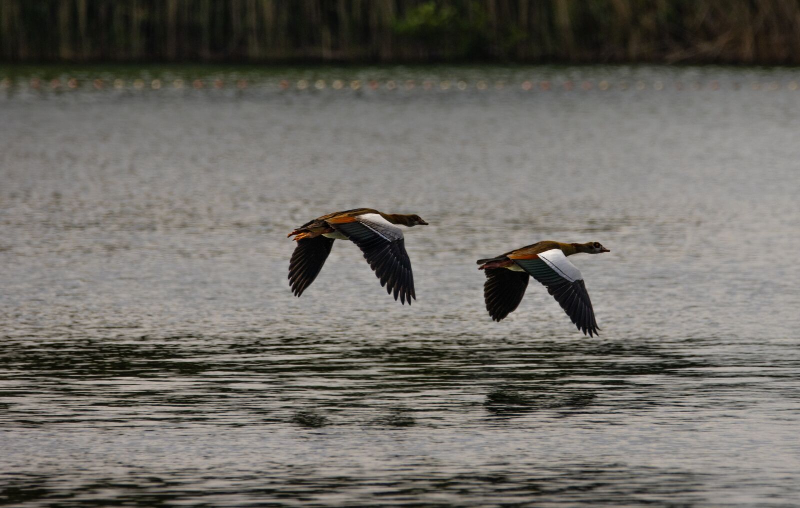 150-600mm F5-6.3 DG OS HSM | Contemporary 015 sample photo. Birds, nilgans, wings photography