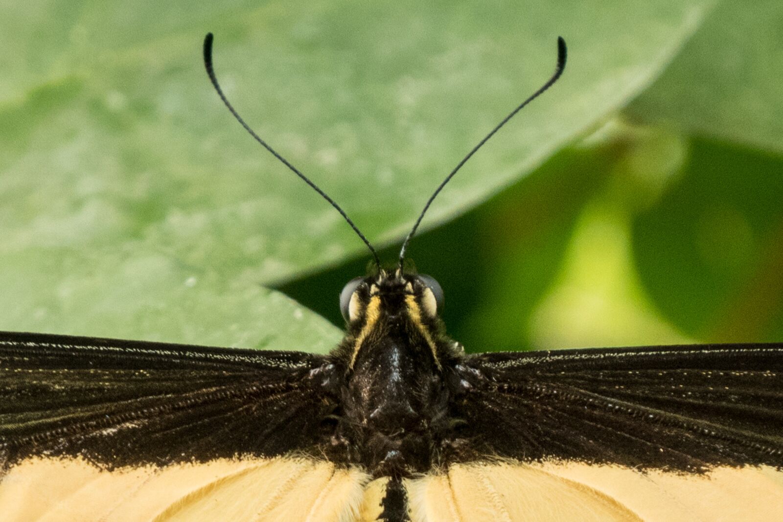 Panasonic DC-TZ200 sample photo. Butterfly, antenna, antennae photography