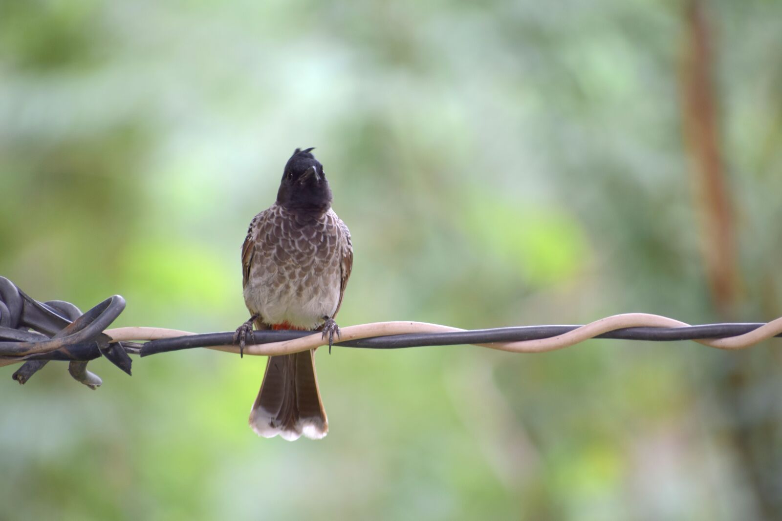 Nikon D3300 sample photo. Bird, nature, beak photography