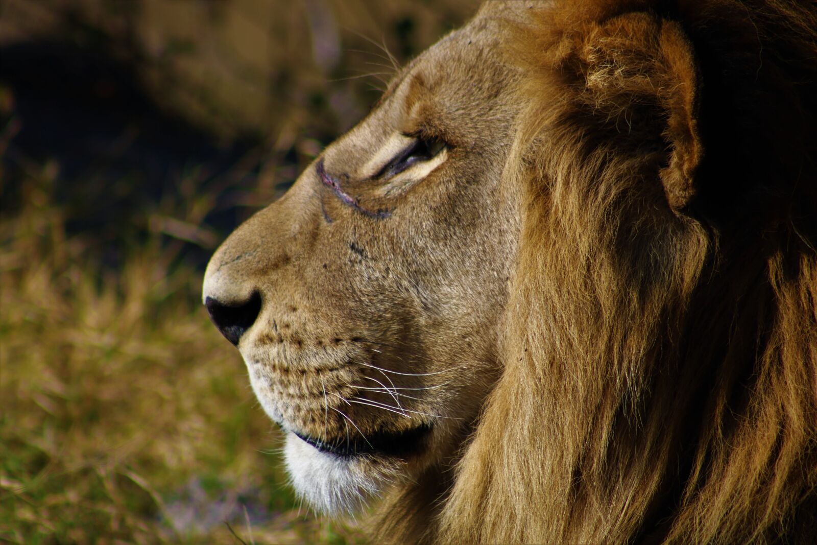 Canon EOS 750D (EOS Rebel T6i / EOS Kiss X8i) + Canon EF 75-300mm f/4-5.6 USM sample photo. Lion, male lion, king photography
