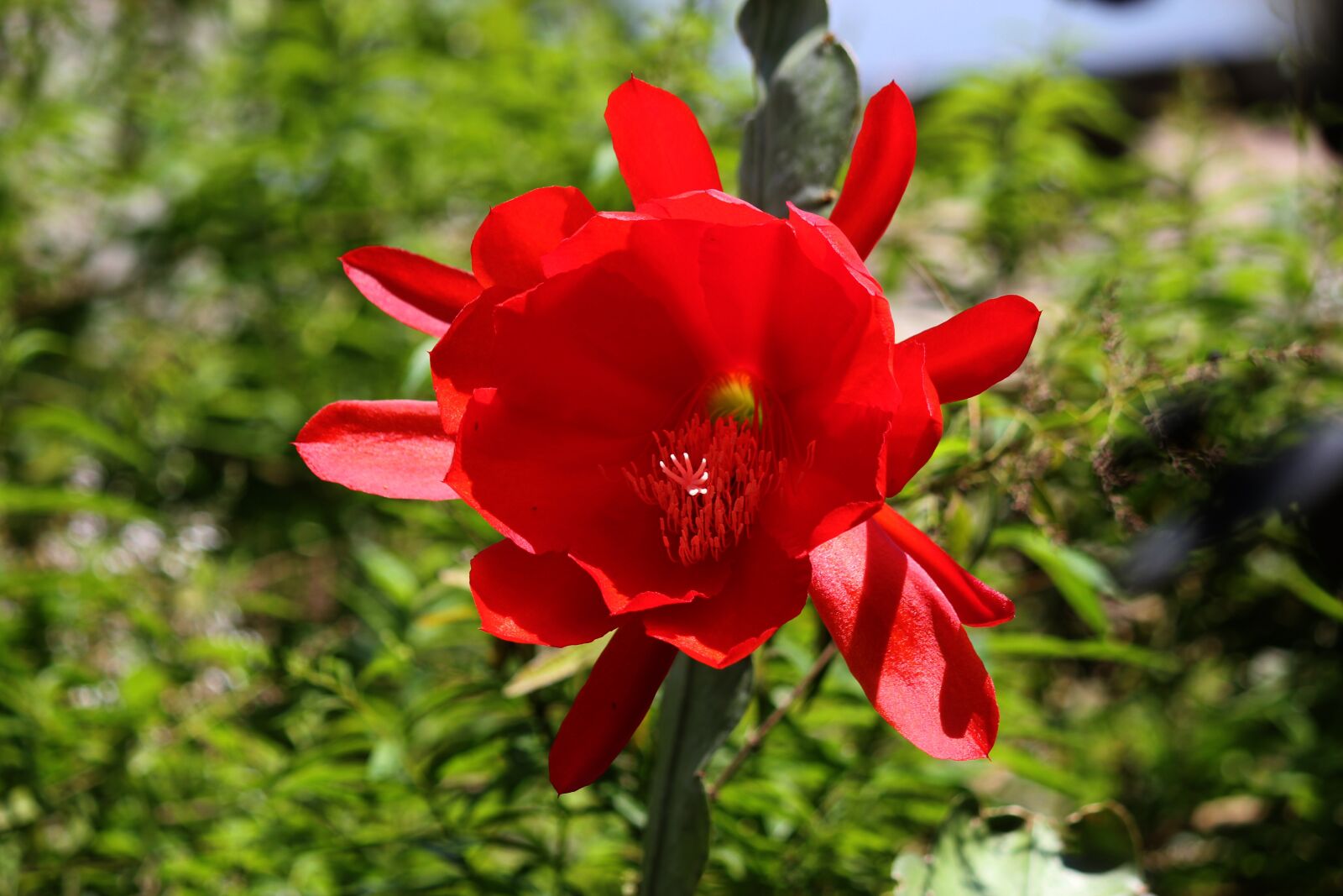 Canon EOS 550D (EOS Rebel T2i / EOS Kiss X4) sample photo. Flower, red, life photography