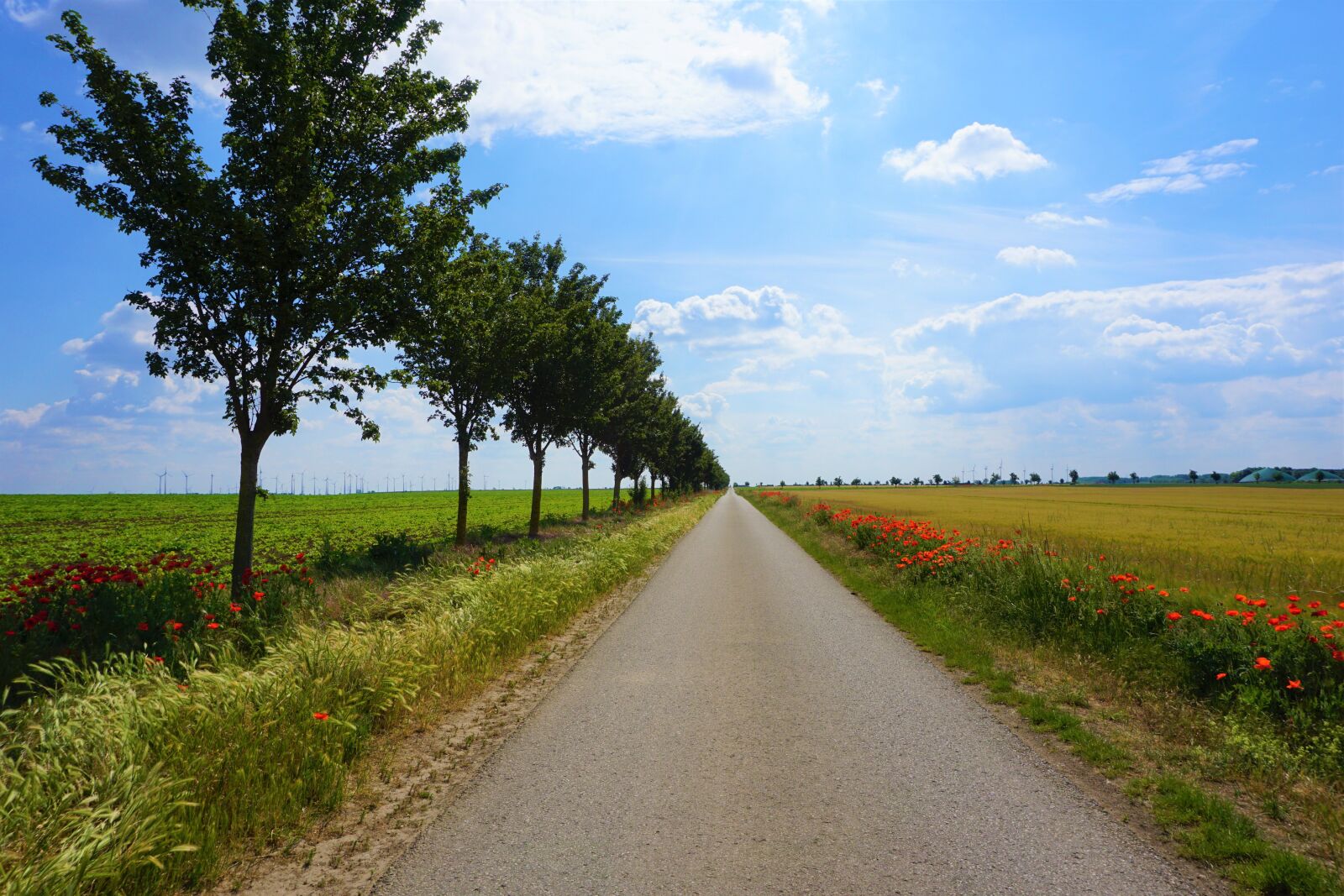 Sony a6000 sample photo. Field, landscape, nature photography