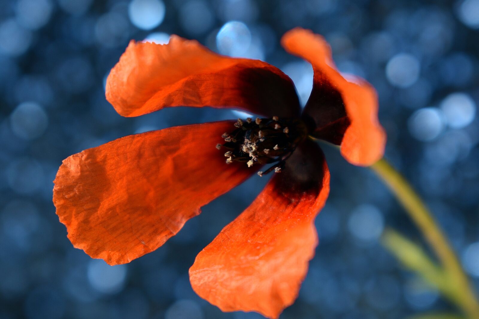 Nikon D3400 sample photo. Flower, flowers, spring photography