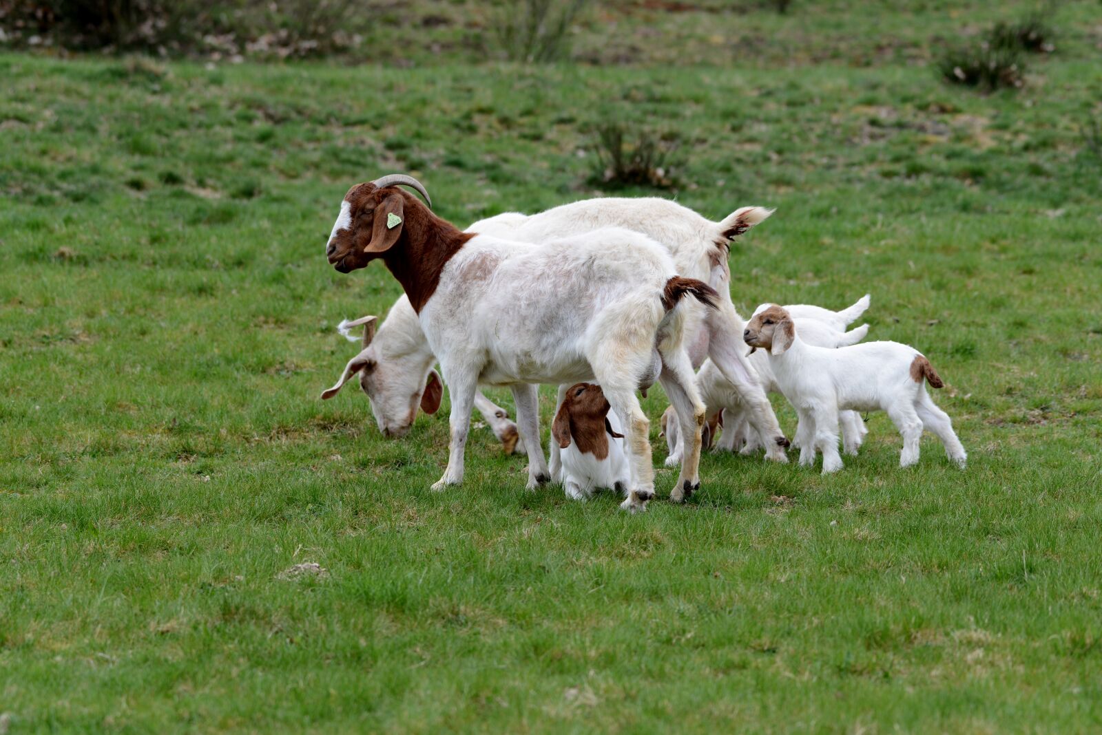Nikon D600 sample photo. Goats, kids, spring photography
