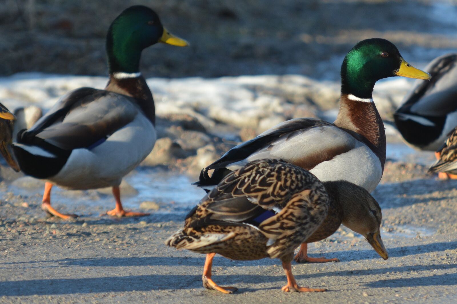 Nikon D5200 sample photo. Duck, birds, mallard photography