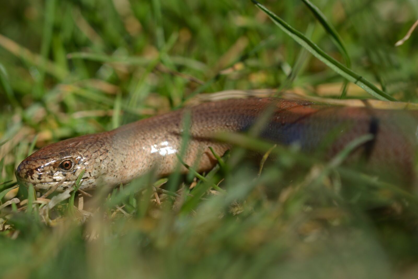 Nikon D5200 sample photo. Nature, slow worm, close photography