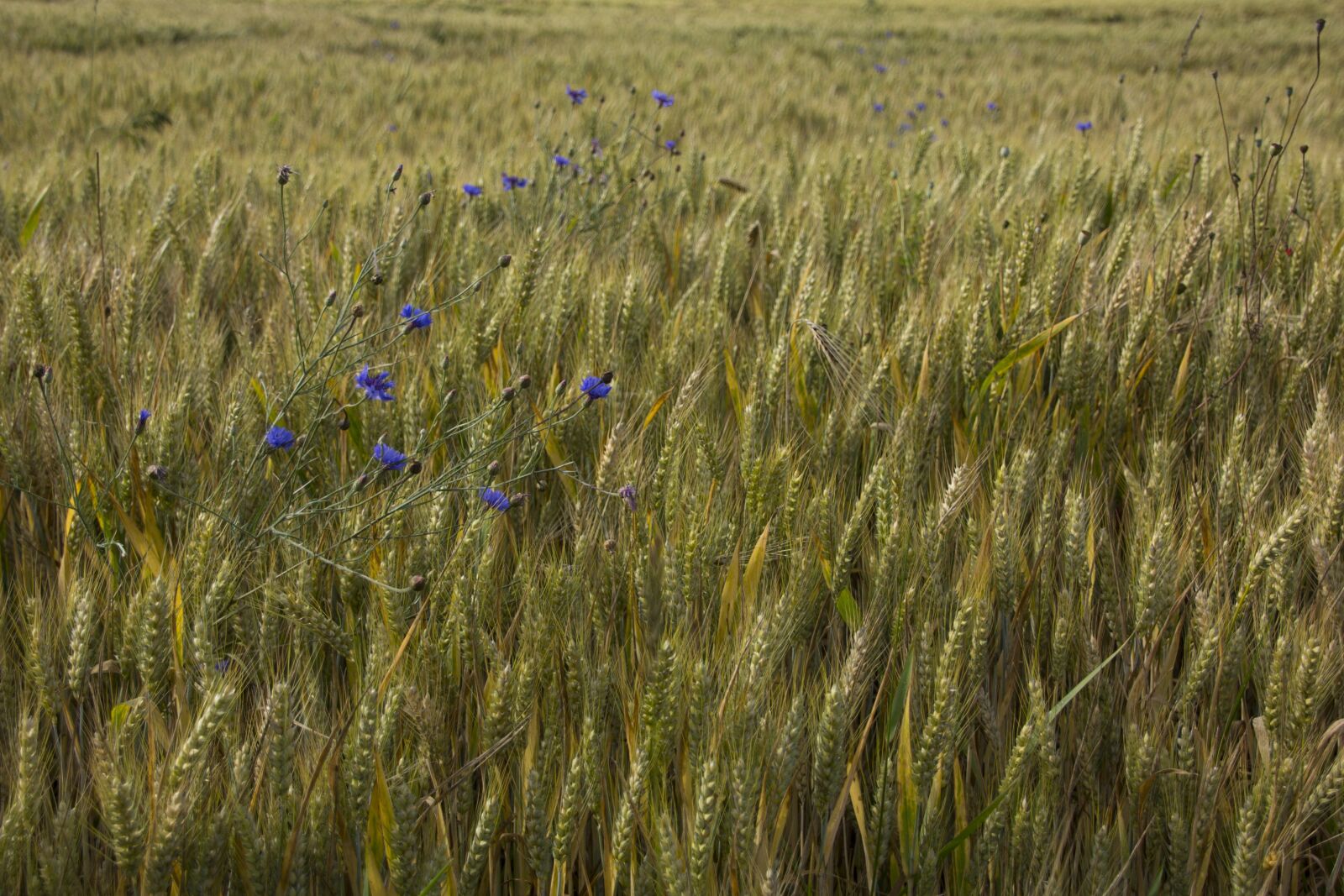 Canon EOS 60D sample photo. Field, nature, agriculture photography
