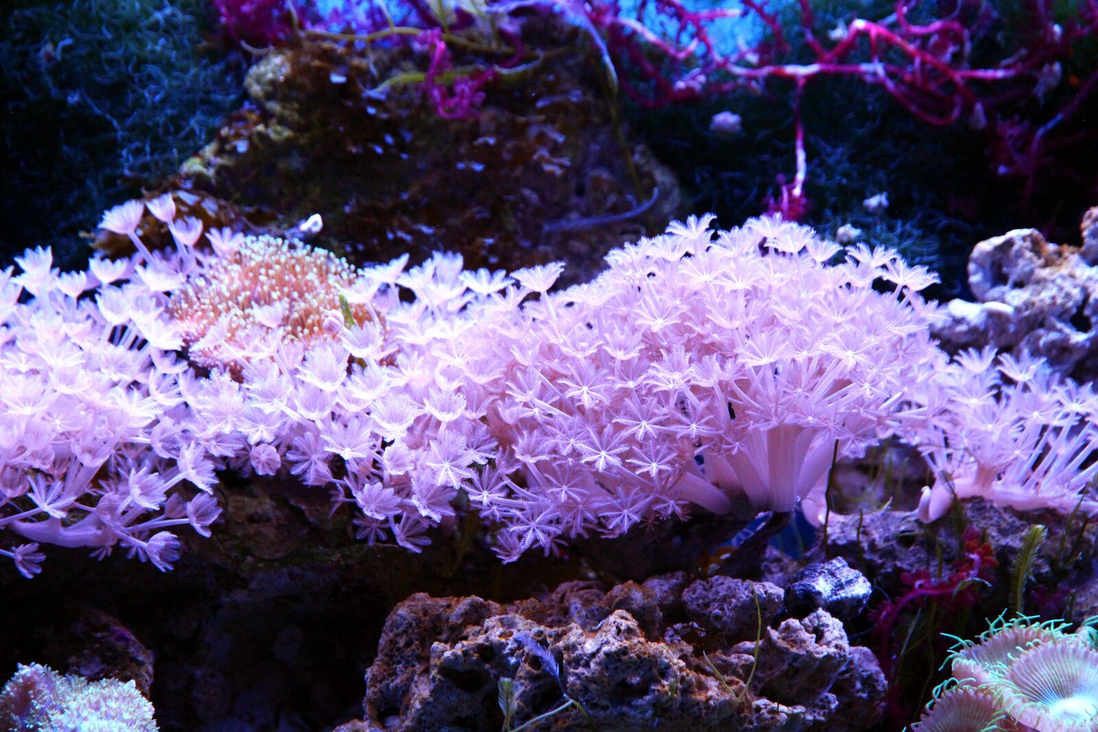 Canon EOS 650D (EOS Rebel T4i / EOS Kiss X6i) sample photo. Coral, polyp, aquarium photography