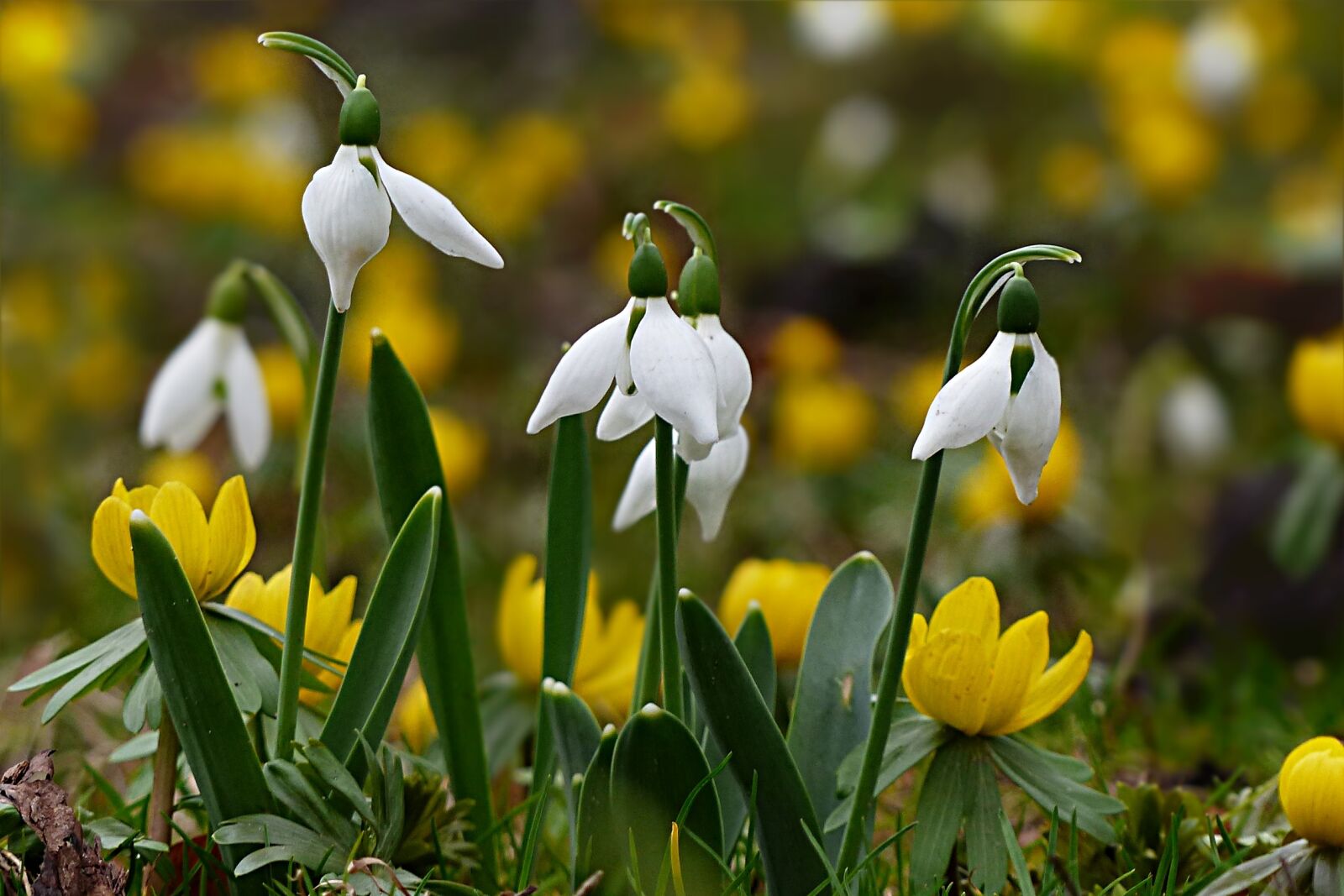 Panasonic Lumix DMC-FZ200 sample photo. Flower, snowdrop, galanthus photography