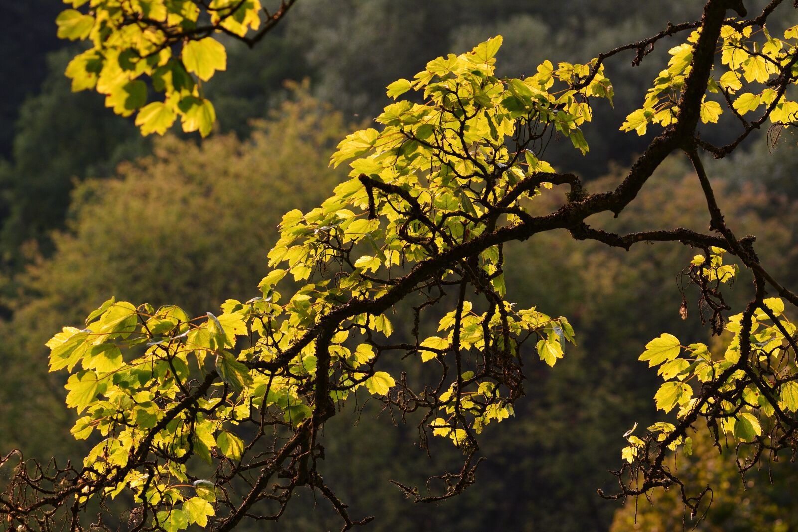 Nikon D5200 sample photo. Tree, branch, backlighting photography