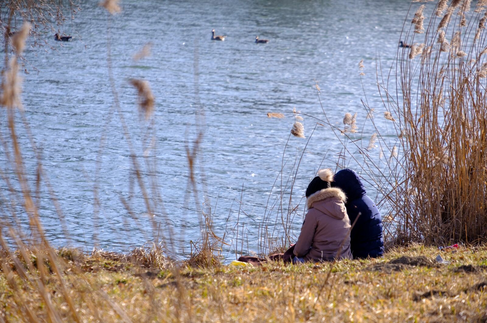 Fujifilm X-T2 + Fujifilm XF 55-200mm F3.5-4.8 R LM OIS sample photo. Lake, water, pair photography