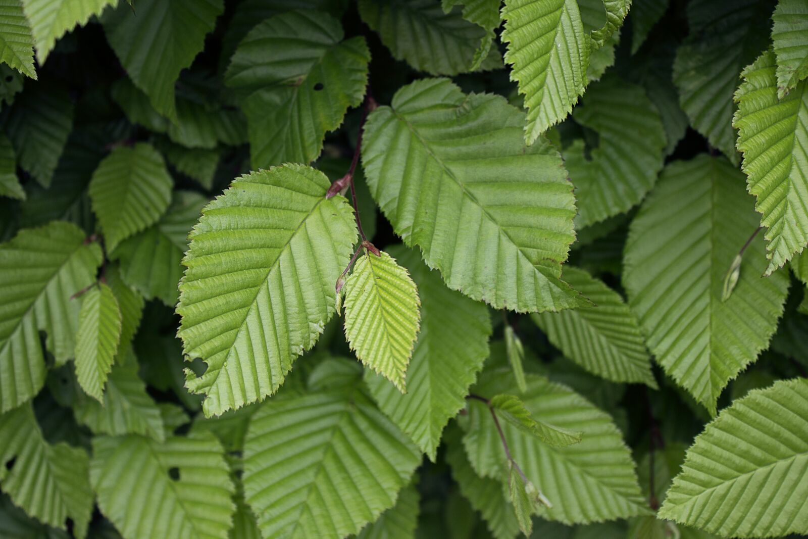 Canon EOS 1100D (EOS Rebel T3 / EOS Kiss X50) sample photo. Beech, leaves, tree photography