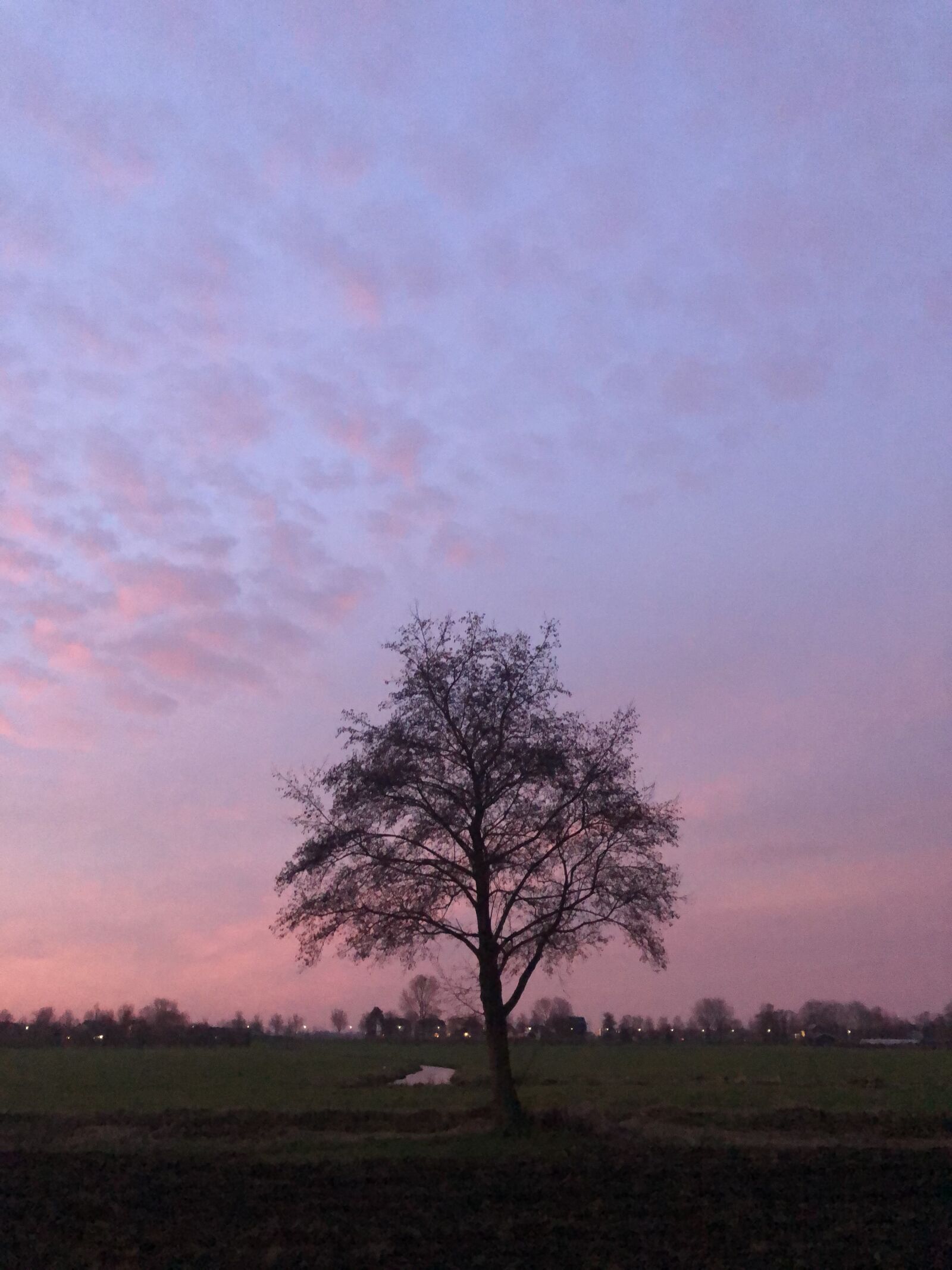 Apple iPhone 8 sample photo. Amsterdam, morning sun, tree photography