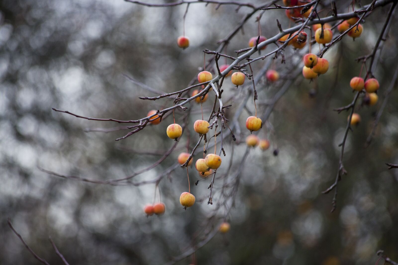 Canon EOS 5D Mark II sample photo. Autumn, apple, fruit photography
