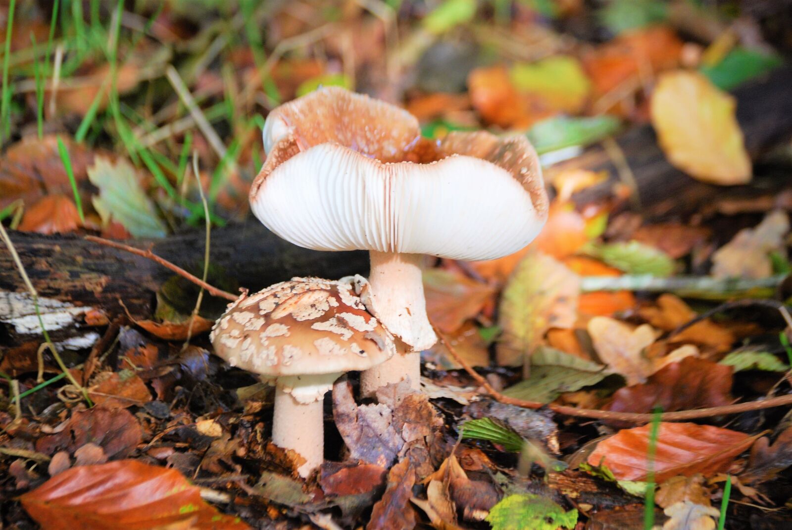 Nikon D40X sample photo. Autumn, mushrooms, forests photography
