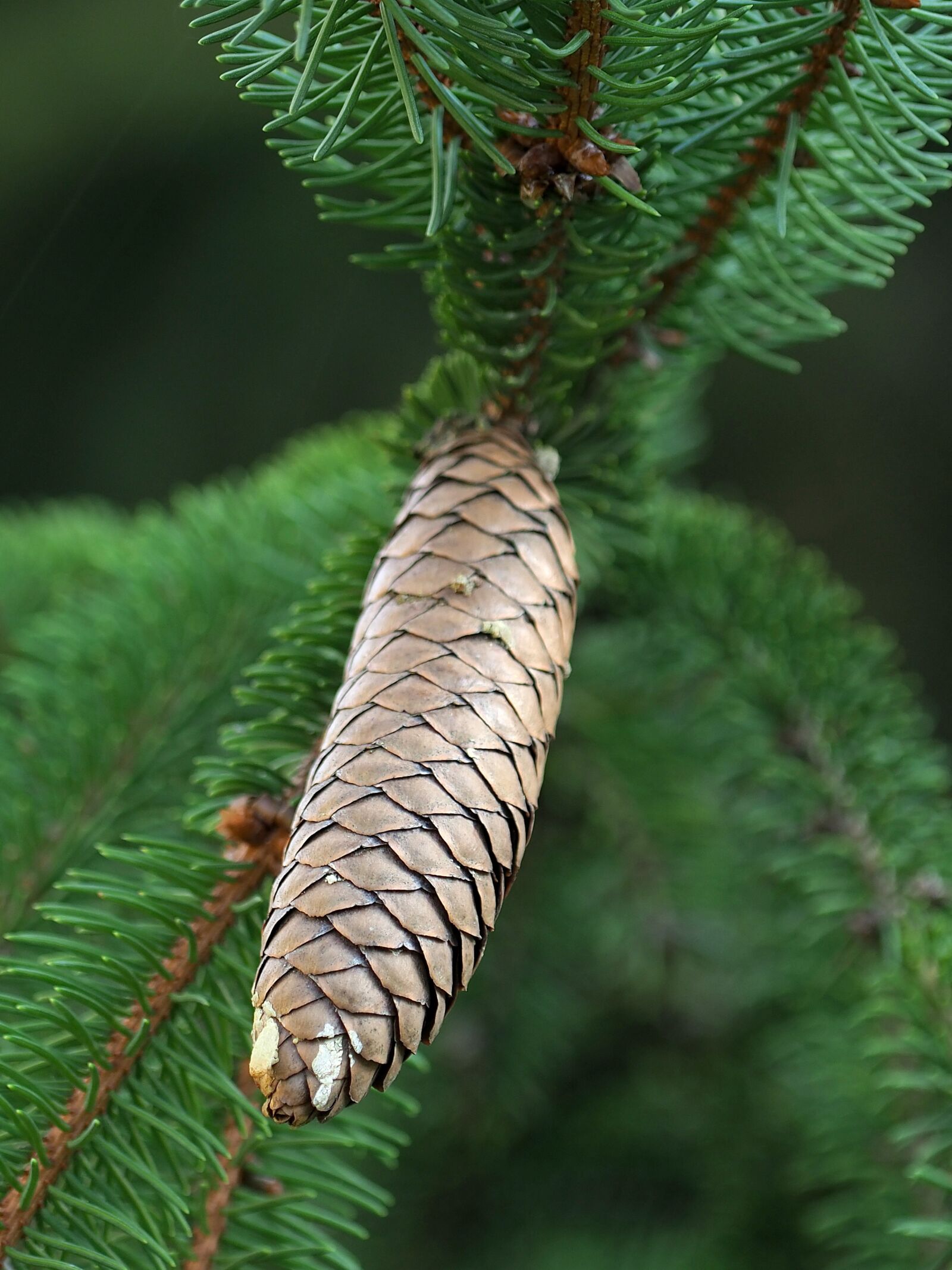 Olympus OM-D E-M1 Mark II sample photo. Pine cone, tree, pine photography