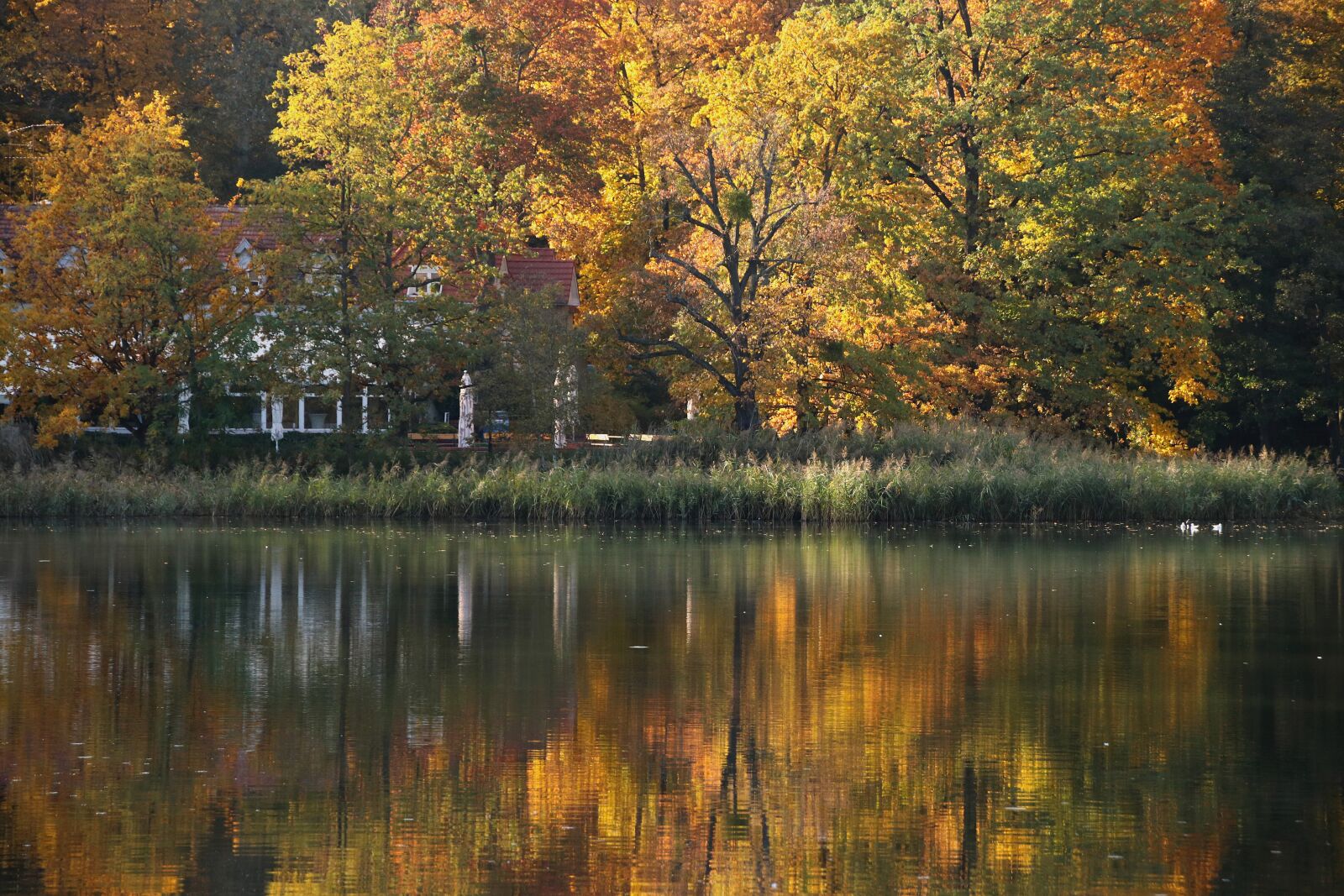 Canon EOS 80D sample photo. Gold, autumn, tree photography