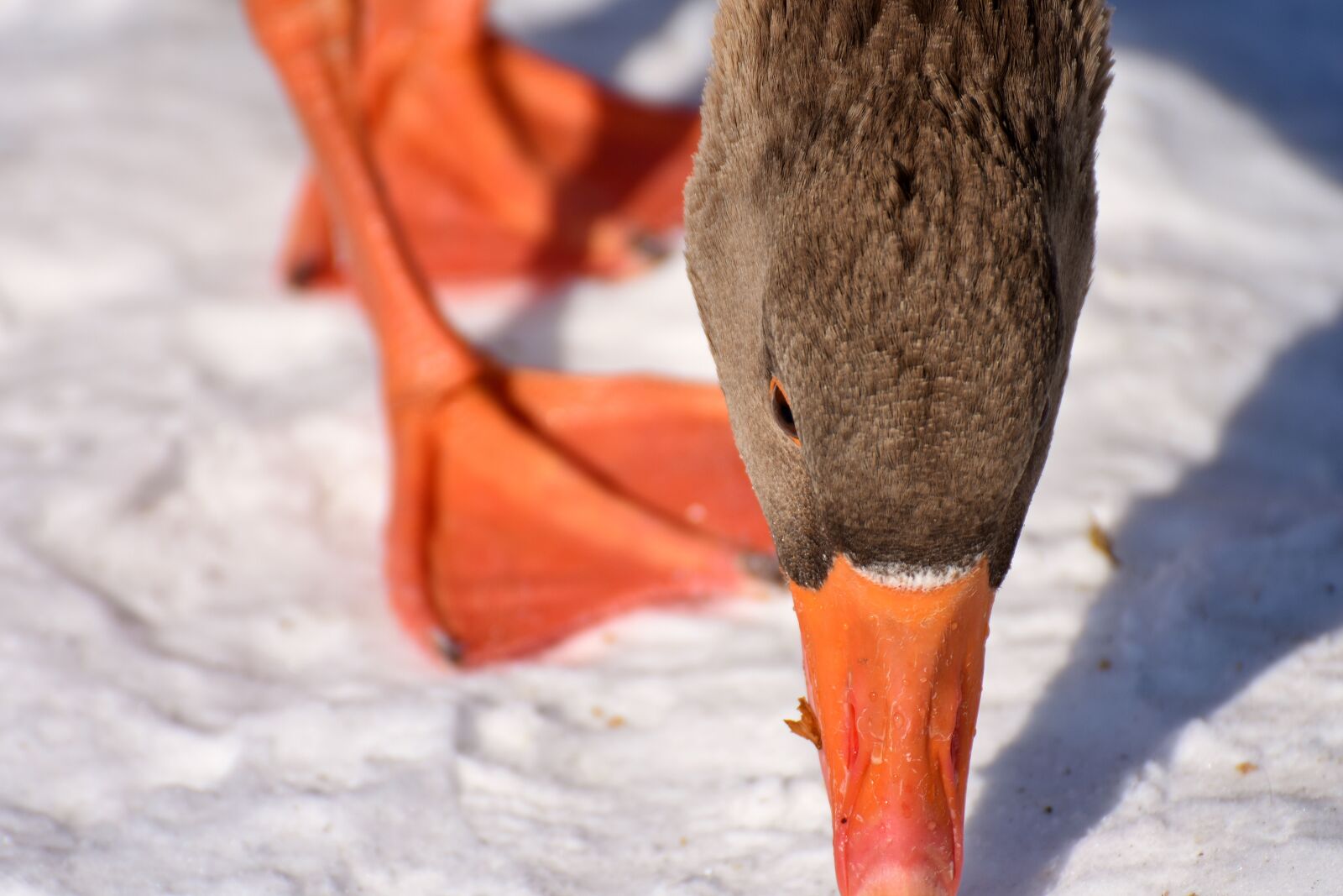 Nikon D7200 sample photo. Goose, snow, winter photography