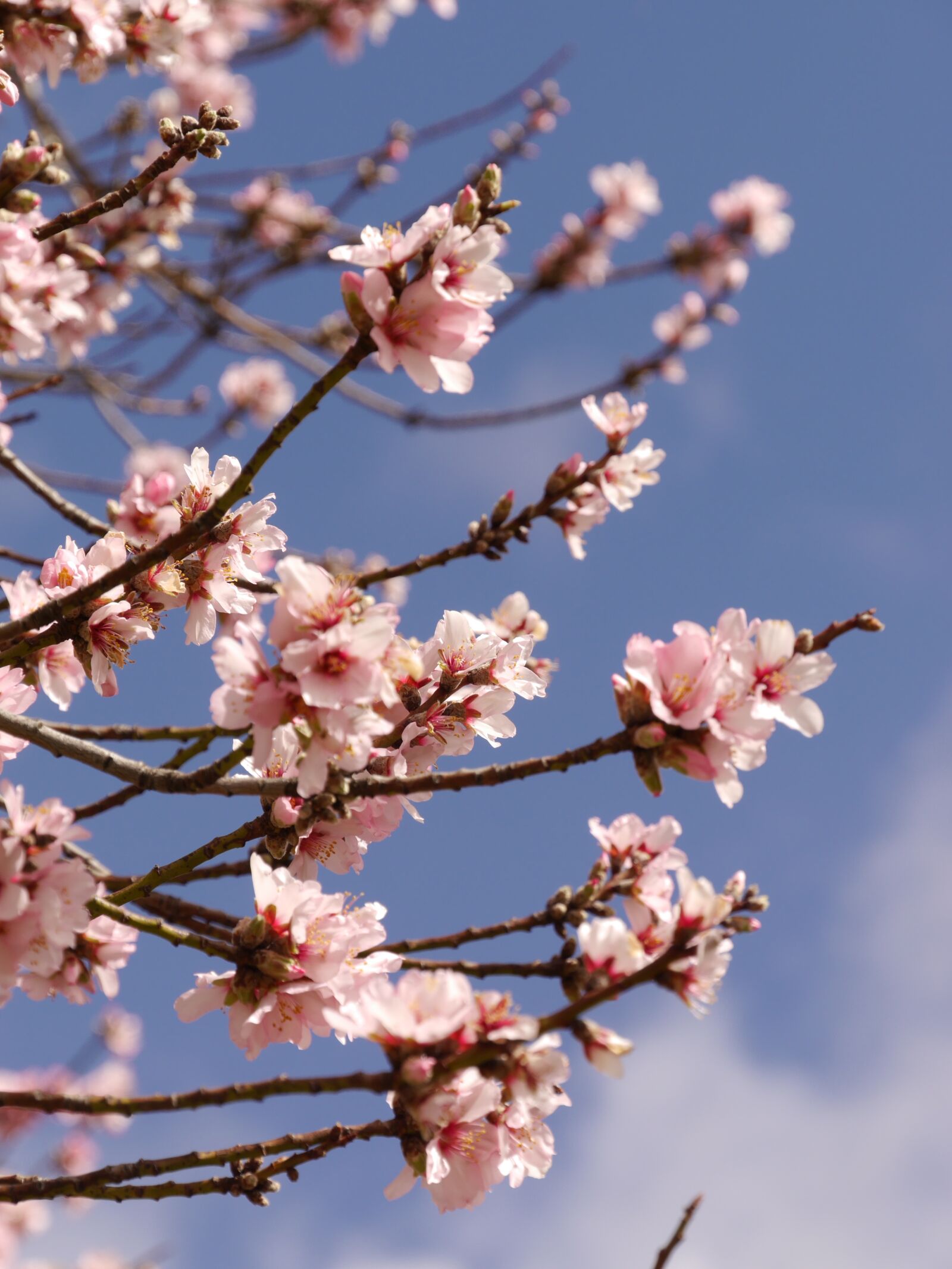 Panasonic Lumix DMC-G6 sample photo. Flower, pink, blossom photography
