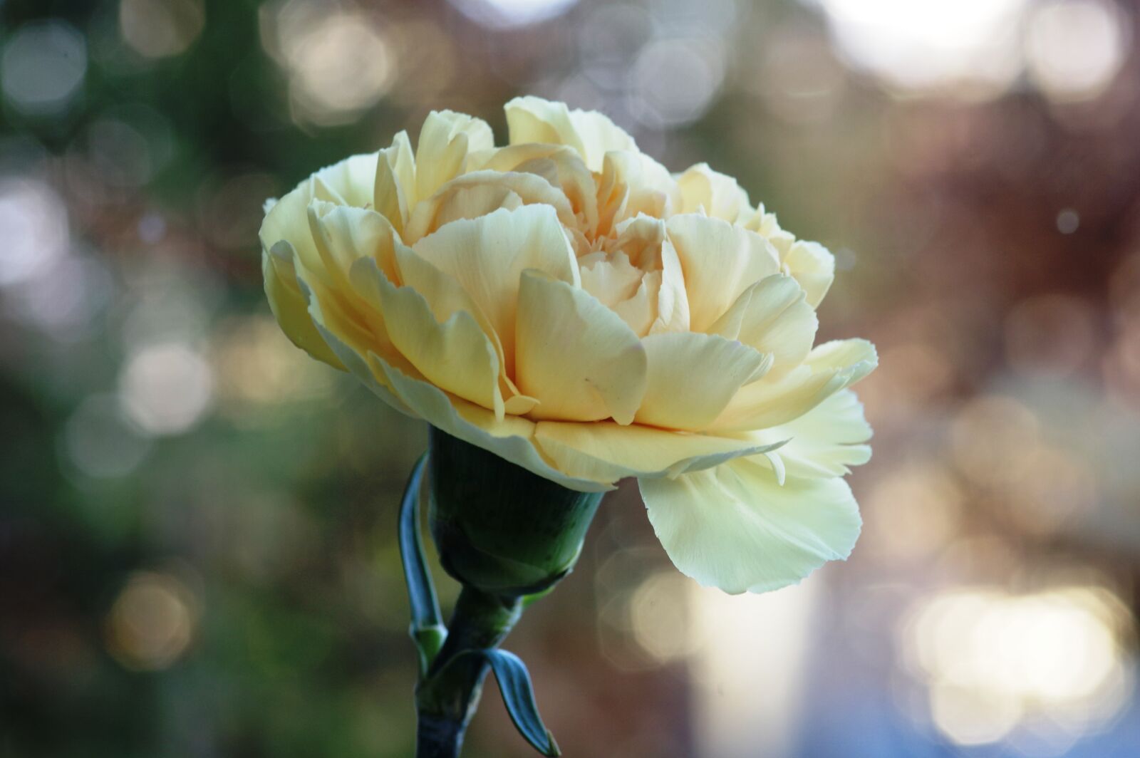 Pentax K-3 sample photo. Carnation, flower, bokeh photography