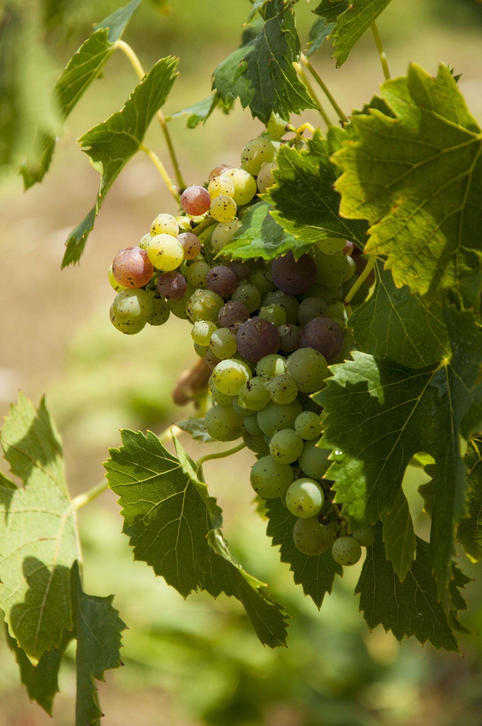 Nikon D90 sample photo. Wine, grapes, vine photography
