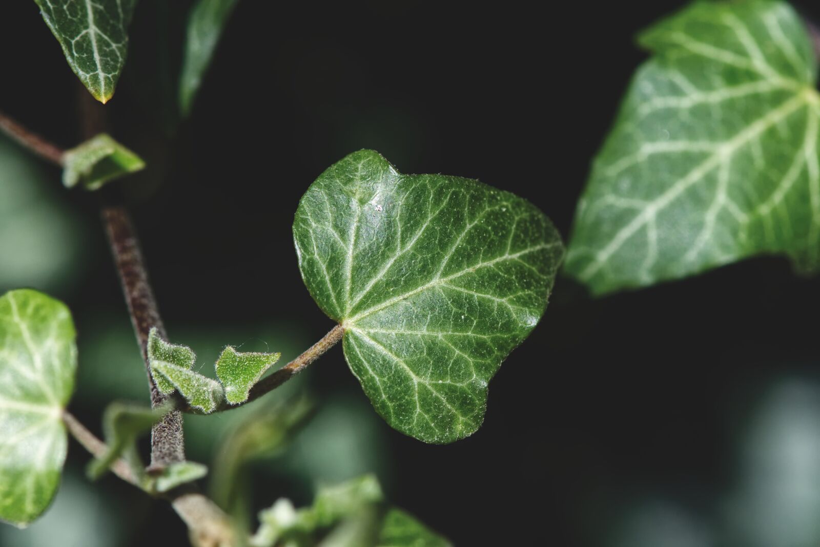 Nikon D7200 sample photo. Ivy, plant, garden photography