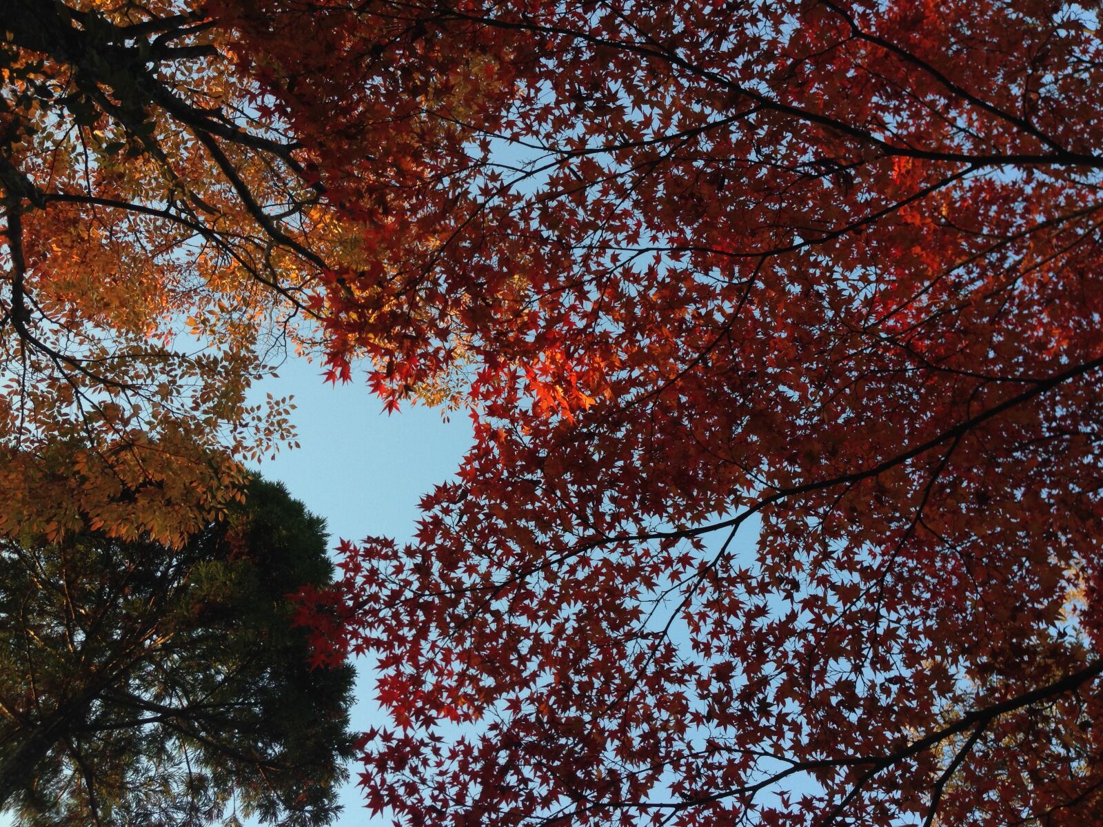iPhone 5 back camera 4.12mm f/2.4 sample photo. Autumnal leaves, maple, autumn photography