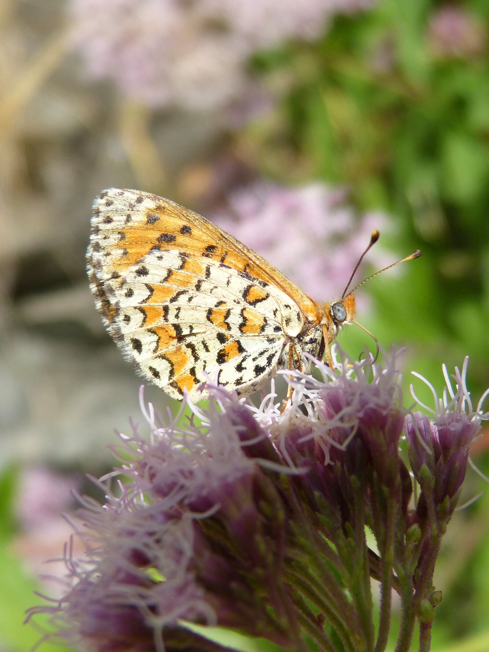 Panasonic DMC-FZ62 sample photo. Melitaea deione, butterfly, damer photography