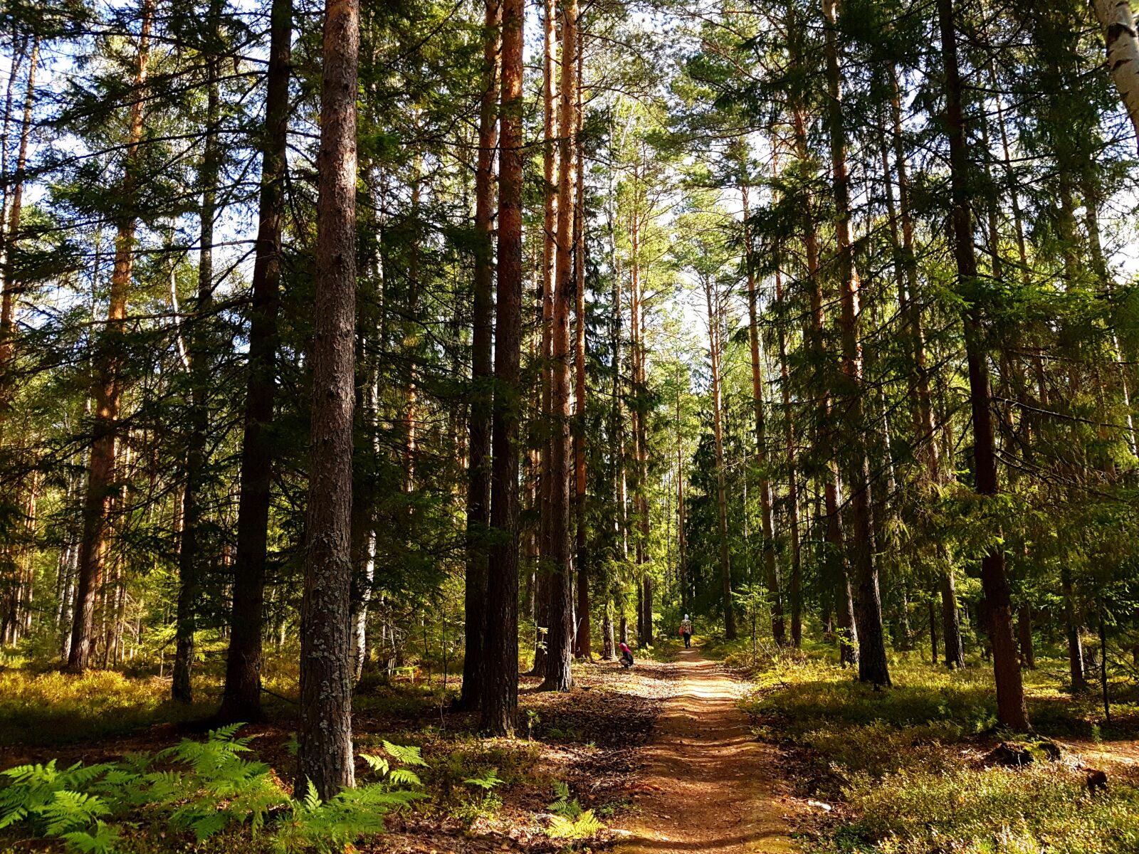 Samsung SM-G930F sample photo. Forest, pine, sky photography