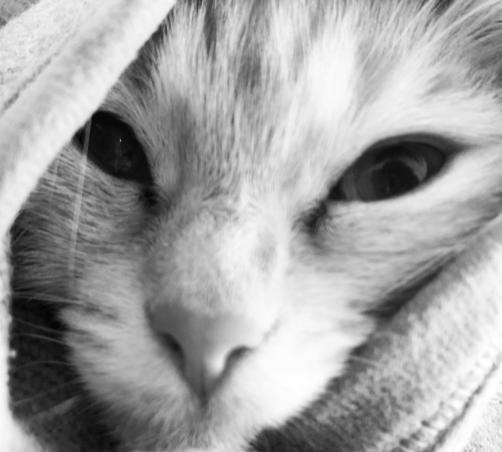 iPhone 8 back camera 3.99mm f/1.8 sample photo. Cat, kitten, gustaf photography