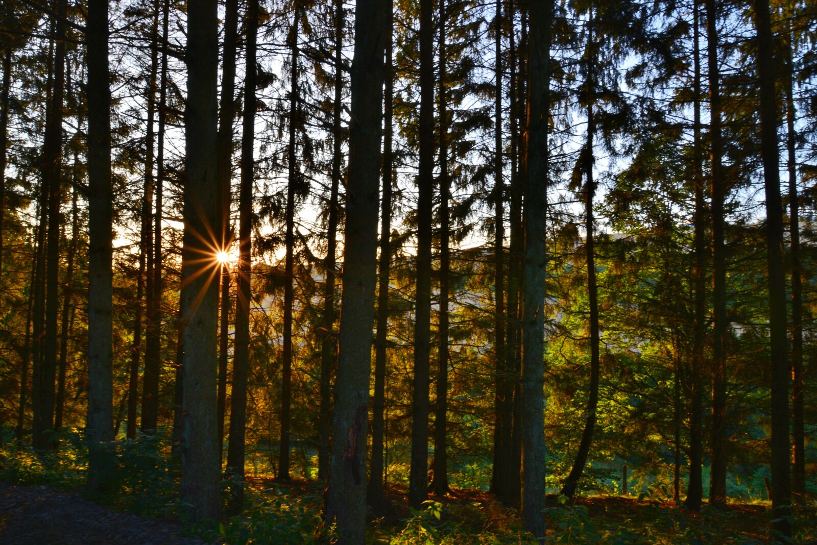 Nikon D600 sample photo. Trees, forest, nature photography
