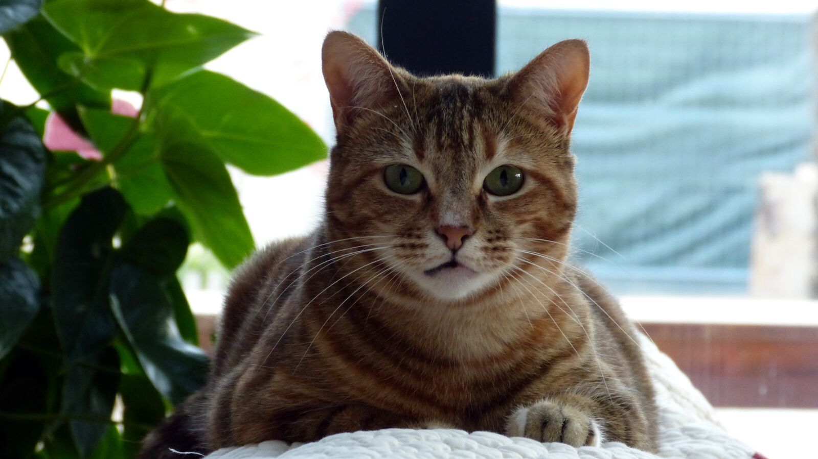 Panasonic Lumix DMC-FZ150 sample photo. Cat, sofa, feline photography