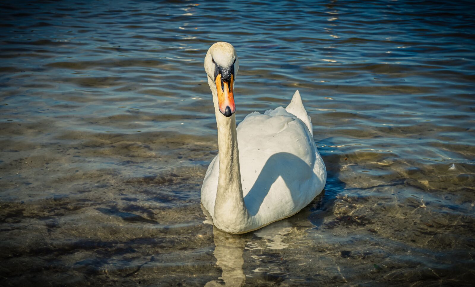 Sony a7 II + Sony FE 28-70mm F3.5-5.6 OSS sample photo. Swan, water, lake photography
