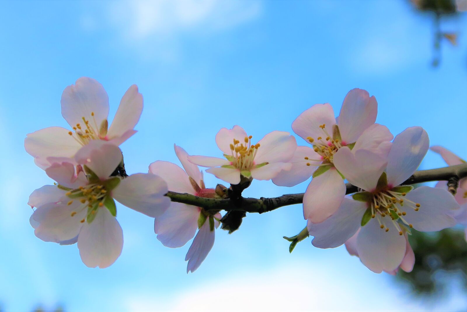 Canon PowerShot G7 X sample photo. Flower, nature, spring photography